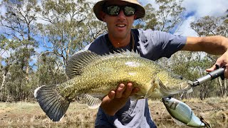 Murray Cod- Megabass Vatalion