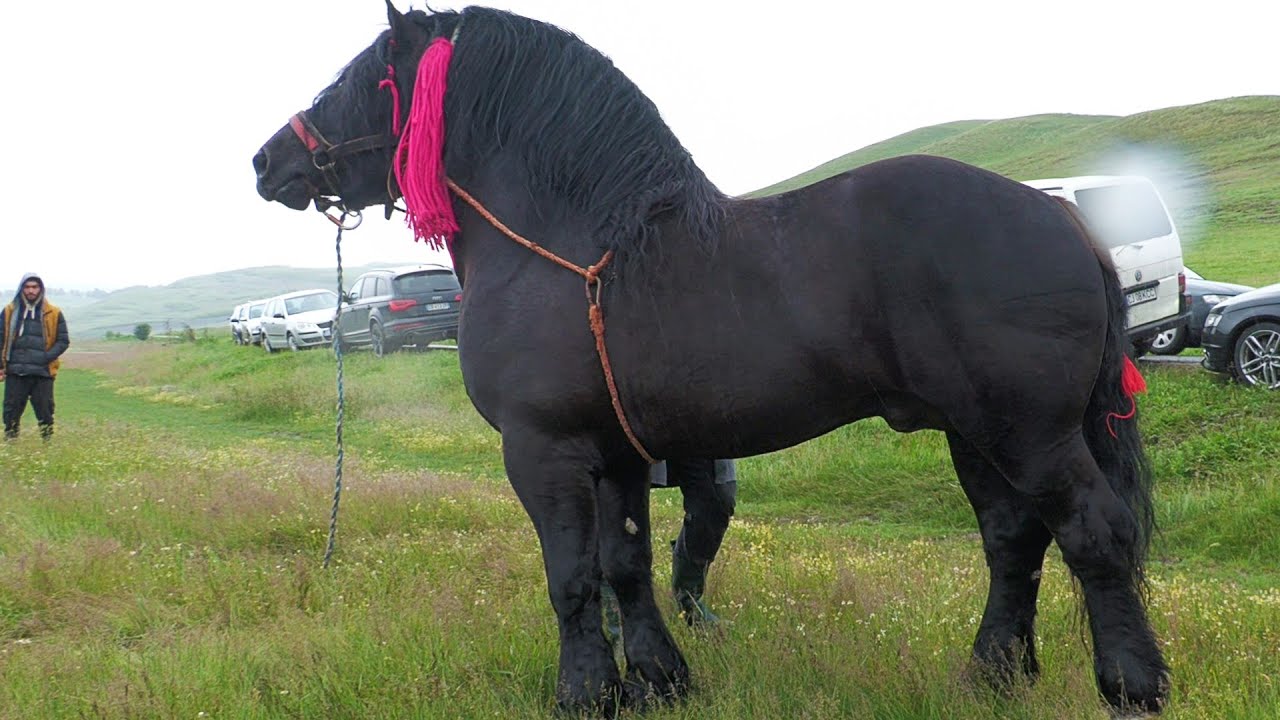 Armăsarul lui Costică Bodale de la Marginea - Bucovina 2025