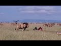 Male lion steals from 20 hyenas
