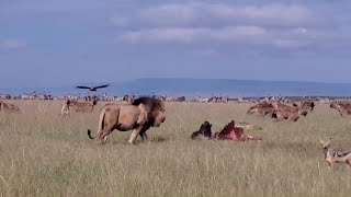 Male Lion Steals From 20 Hyenas