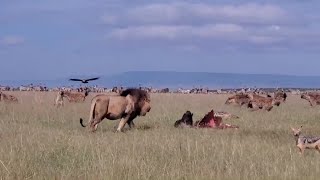 Male lion steals from 20 hyenas