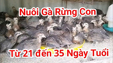 Nuôi Gà Rừng Con Từ 21 Đến 35 Ngày Tuổi