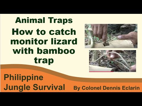 How to catch monitor lizard with a bamboo trap (Animal Traps, Jungle Survival)