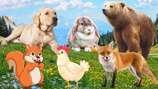 Cute little animals - Dog, Squirrel, Rabbit, Fox, Chicken - Animal sounds by Animal Moments 2,615,846 views 1 year ago 9 minutes, 8 seconds