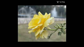 Spiritual Meanings of Rose  Flowers – The Mother’s Vision | Sri Auribundo | The Mother | Details
