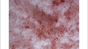 Ch 9 Microbial Growth