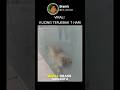 Nasib Kucing Ini Nyaris Berakhir Gara-gara Dikira Boneka! #short