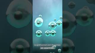 NUCLEUS STRUCTURE AND FUNCTIONS.#nucleus #study #biology  #cell #cellbiology #structure #function