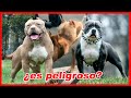 El poderoso hijo del APBT – American Bully