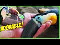 Toucan Sized SHOES &amp; Cuddles (SUPER CUTE)