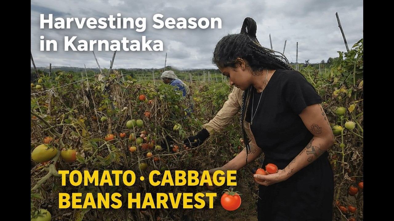 Harvesting Tomato, Cabbage & Beans in Karnataka | Real Indian Farm Life - Mythri Mosaic