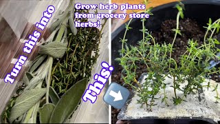 How to grow Herbs from the grocery store ! Regrow grocery store Herbs for your 2023 garden !