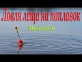 Ловля леща на поплавок. Май 2016