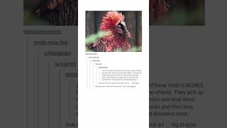 Dragon Bird Tumblr Post
