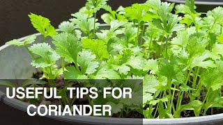 GROW CORIANDER in MALAYSIA | useful tips to grow it successfully!