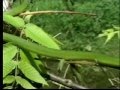 Rough Green Snake