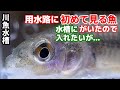 【アクアリウム】日本淡水魚水槽→かなり生体追加したのでエアレーション追加/福袋みたいな用水路でガサガサ、図鑑でしか見たことがない魚2種類を含めて14種類捕獲/二枚貝飼育は難しいの巻