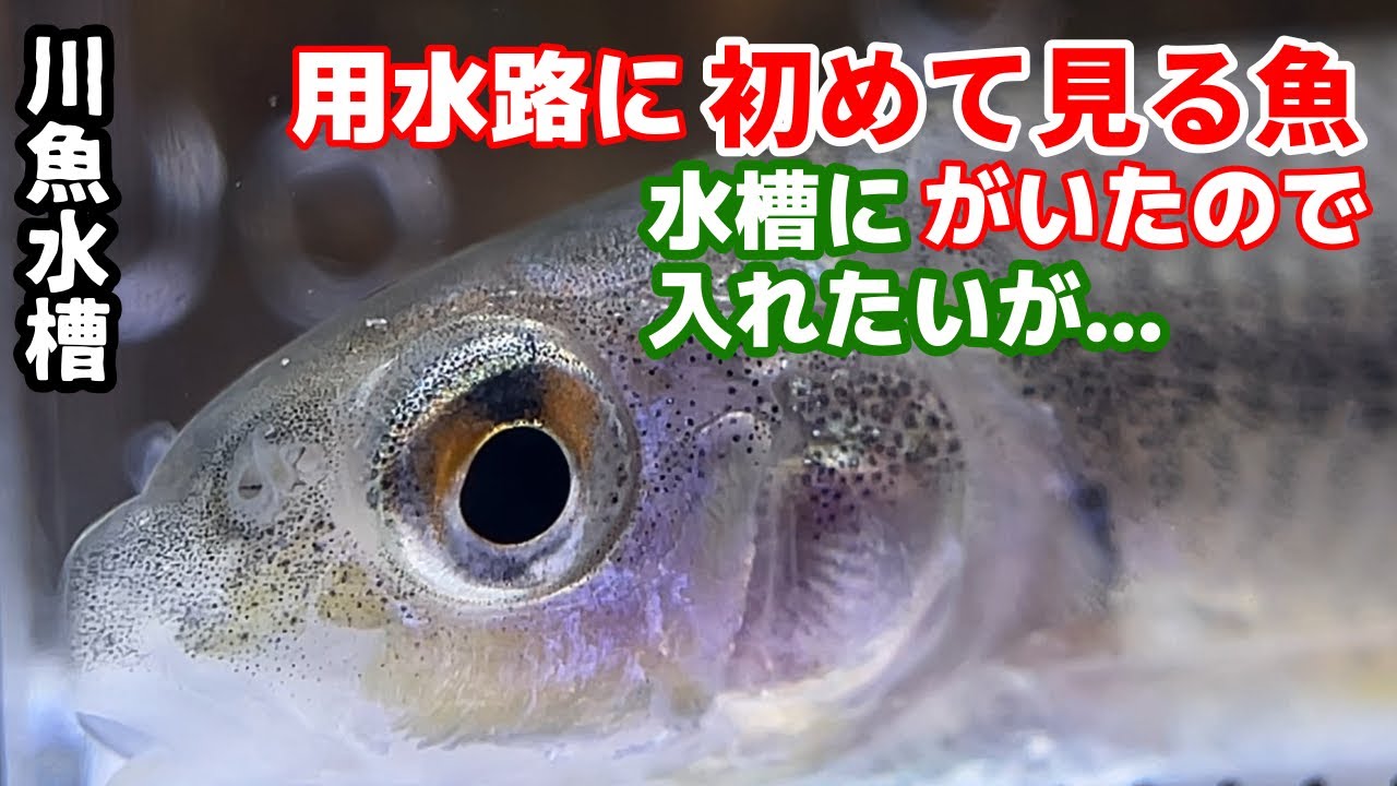 【アクアリウム】日本淡水魚水槽→かなり生体追加したのでエアレーション追加/福袋みたいな用水路でガサガサ、図鑑でしか見たことがない魚2種類を含めて14種類捕獲/二枚貝飼育は難しいの巻