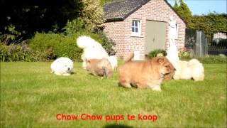 4  Chow chow pups video by Mario 4,101 views 10 years ago 54 seconds