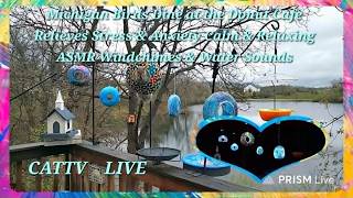 042226 LIVE CATTV MICHIGAN BIRDS SQUIRRELS WATER SOUNDS &amp; WINDCHIMES RELAXING   CALM, PEACEFUL #ASMR
