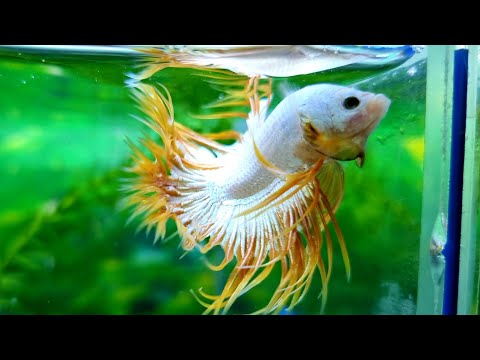 Video Part 286 Betta Koi Red galaxy, Cá betta tưa rồng vàng - youtube