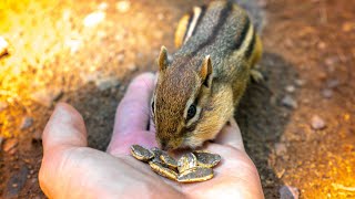 Feeding Chipmunks In Minnesota