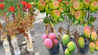 Great Techniques For Grafting Mango Tree With Pomegranate Growing Fast in Water To Get Fast Fruiting