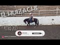 El Huizache - Potro 2022 con mes y medio de trabajo - Criado por La Huizachera Quarter Horses