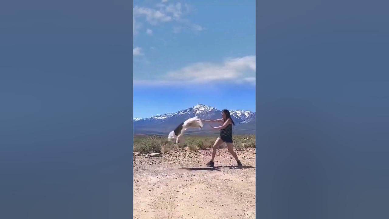 dog-training-funny-video-dog-viralvideo-youtube