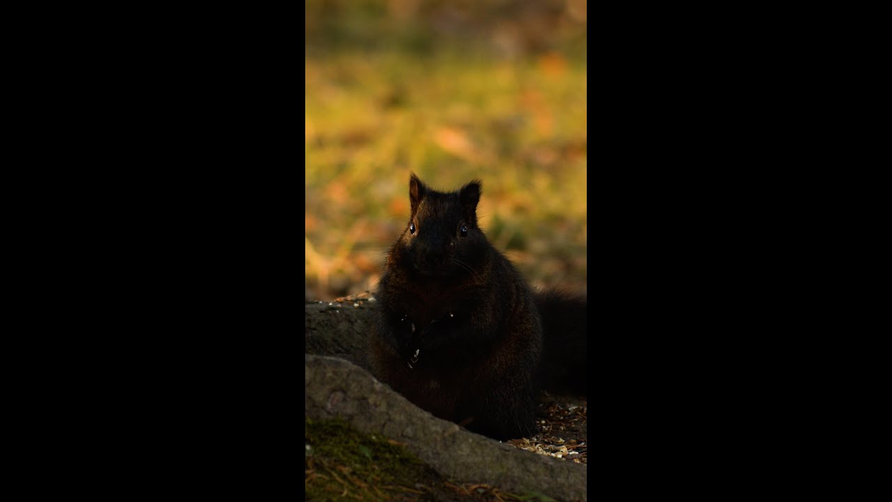 "Black Squirrels" Don't Exist