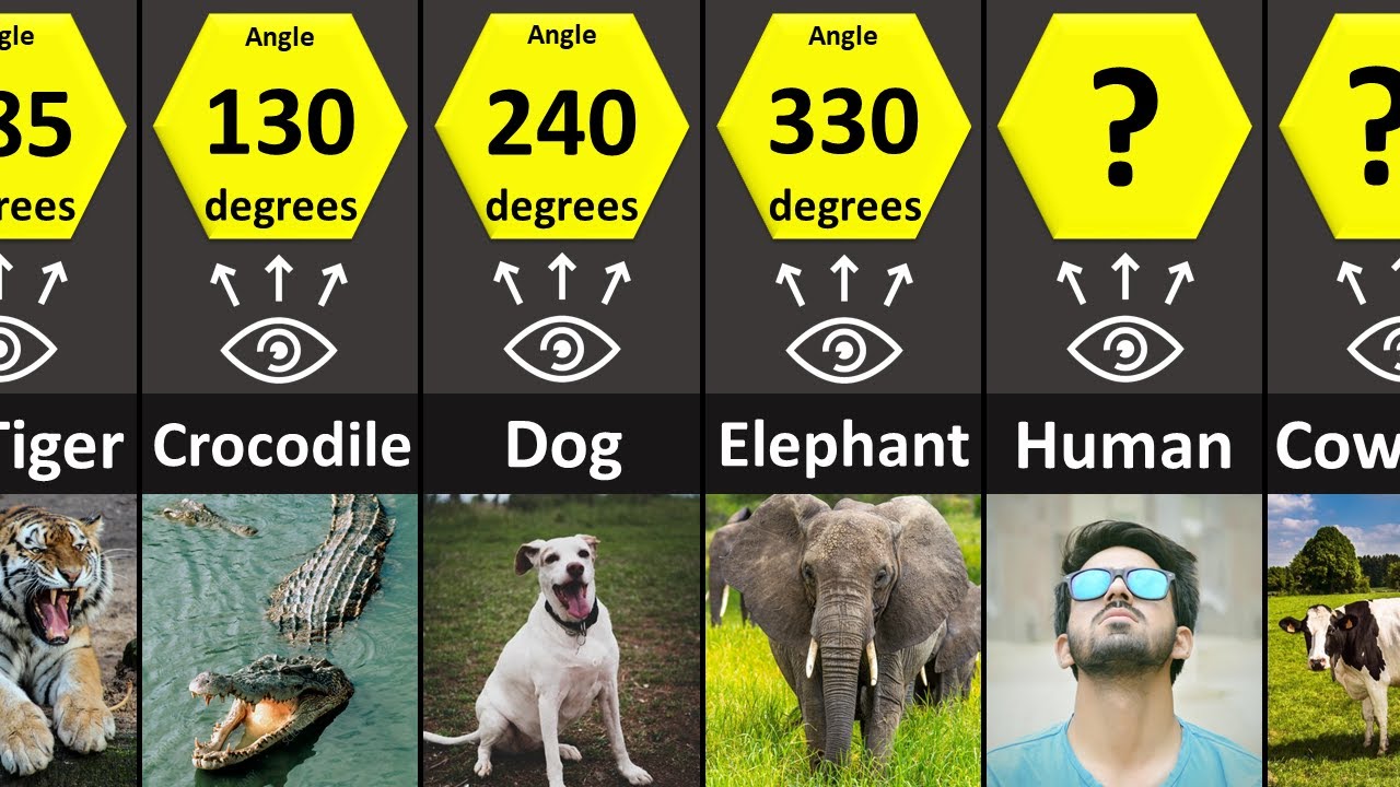 Most Intelligent Animals (IQ Comparison) - YouTube