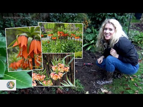 Video: Fritillaria Imperialis Care - Petua Menanam Bunga Mahkota Imperial