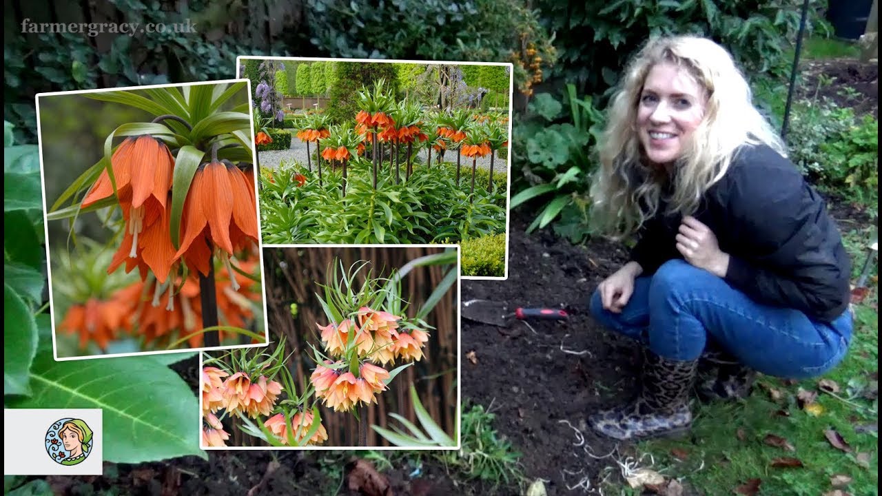 how to plant fritillaria imperialis (or 'crown imperial') bulbs -  farmergracy.co.uk