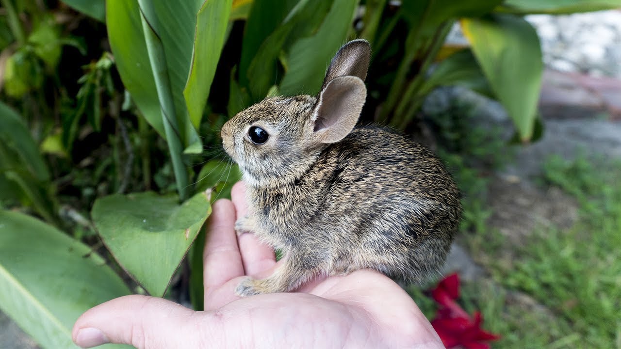 found wild baby rabbit