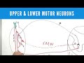 Upper and Lower Motor Neurons & Lesions