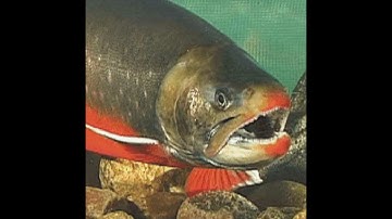 Charborg totally not out of context