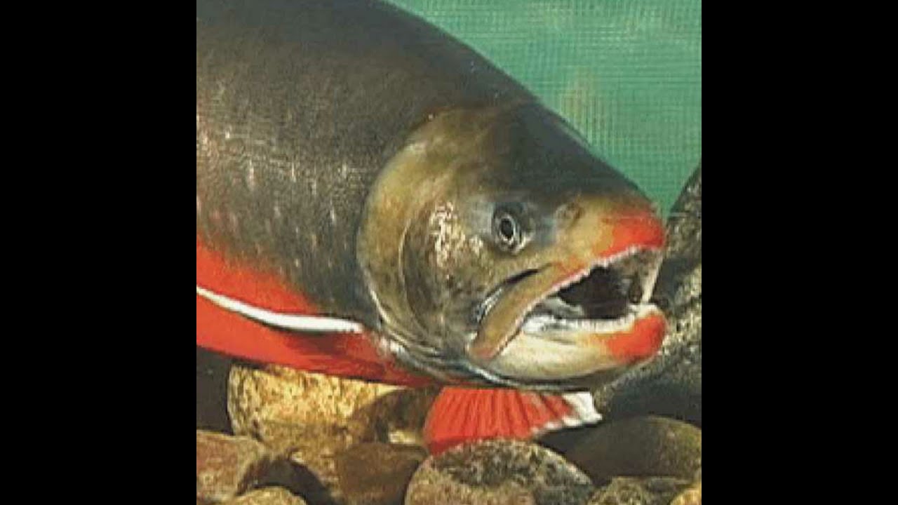 Charborg totally not out of context