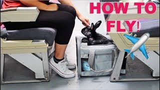 HOW TO FLY ON AN AIRPLANE WITH A RABBIT ✈✈✈
