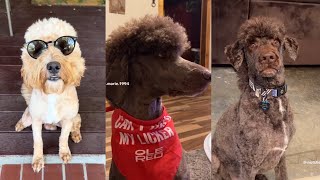 Dogs With Mullets | Viral TikTok Compilation