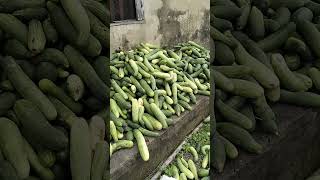 3rd harvest from the cucumber farm #shorts #challenge