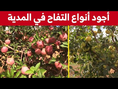 شاهدوا أجود أنواع التفاح في الجزائر من ولاية المدية