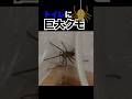 【恐怖】トイレに巨大クモ【地獄】 There's a big spider in the toilet #蜘蛛 #spider #クモ #阿鼻叫喚