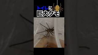 【恐怖】トイレに巨大クモ【地獄】 There's a big spider in the toilet #蜘蛛 #spider #クモ #阿鼻叫喚