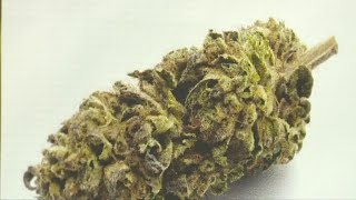 Legal Cannabis Growers Get Showcase At 2022 California State Fair