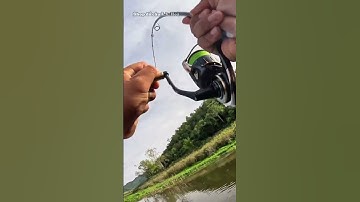 Lại là lóc bông #câulurecálóc #câulure #cầncâulure