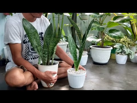 Video: Apa Itu Tanaman Mikado: Tips Menanam Tanaman Mikado Di Dalam Ruangan