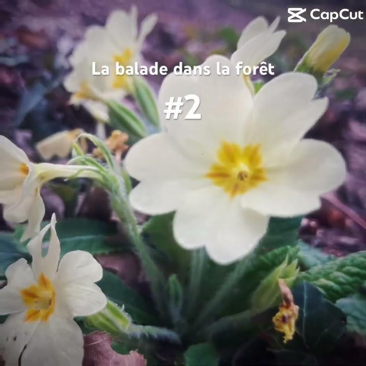 Balade en forêt #2