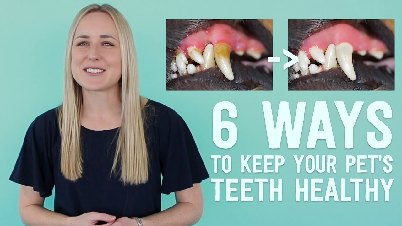 Vet Explains 6 Ways To Keep Your Pet'S Teeth Healthy