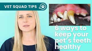 Vet Explains 6 Ways To Keep Your Pet's Teeth Healthy