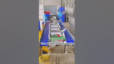 in-motion weight sorting machine for fish seafood fruit food #food #fish #seafood #machine